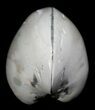 Polished Fossil Clam - Small Size #5283-1